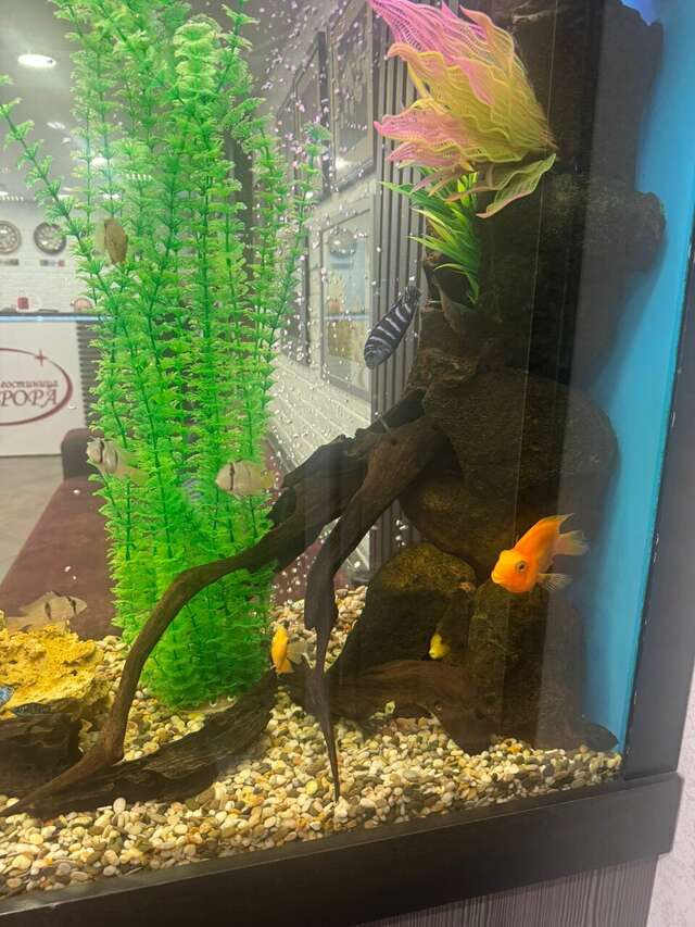 Гостиница Аврора Хабаровск-252